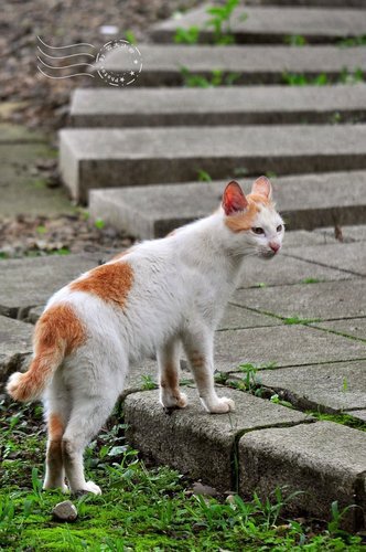 角板山行館之貓