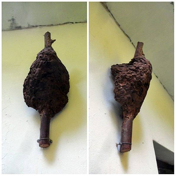 蜜蜂窩.jpg 蜜蜂窩.jpg