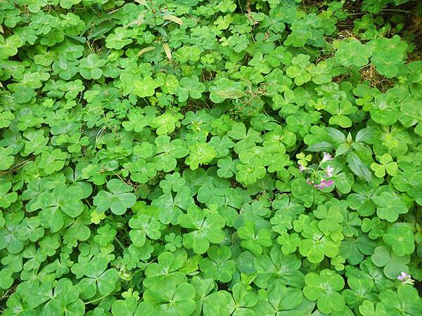 大葉幸運草.JPG 大葉幸運草.JPG