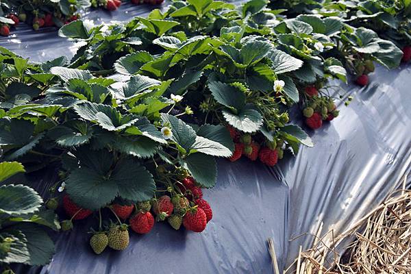 永福草莓園2.JPG