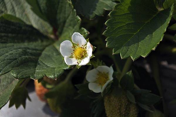 永福草莓園6.JPG