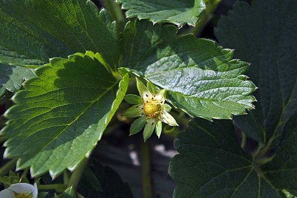 永福草莓園7.JPG
