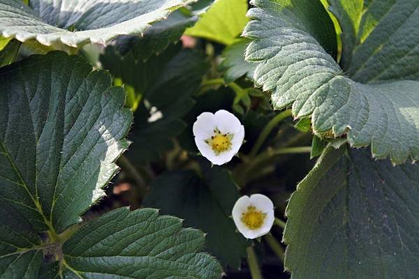 永福草莓園8.JPG