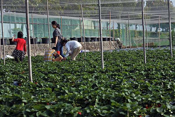 永福草莓園16.JPG