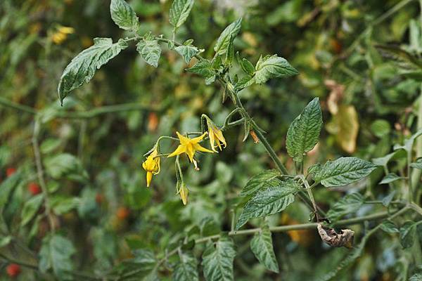 永福草莓園-蕃茄花.JPG