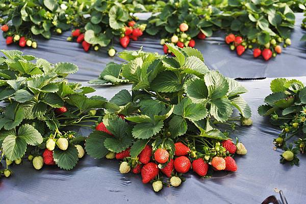 永福草莓園24-水滴草莓.JPG
