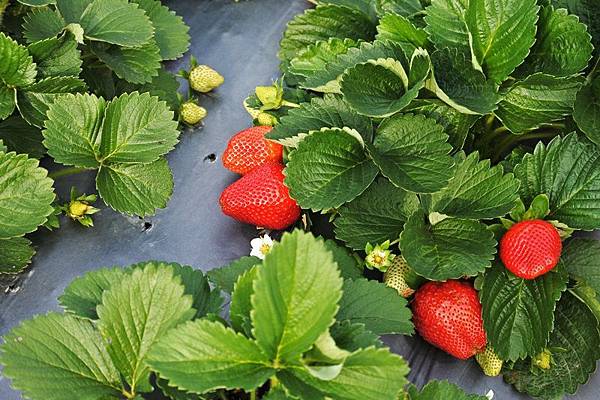 永福草莓園30.JPG