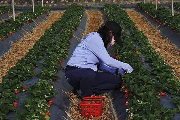 永福草莓園-老師3.JPG