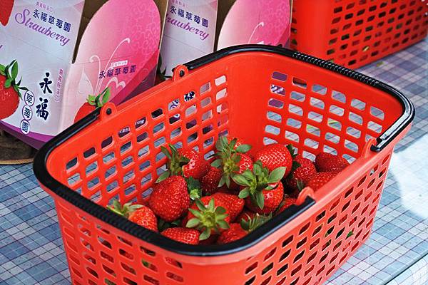 永福草莓園33.JPG