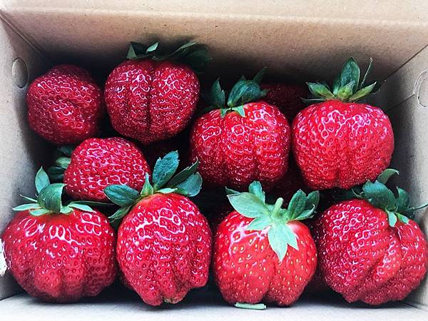 大草莓.jpg
