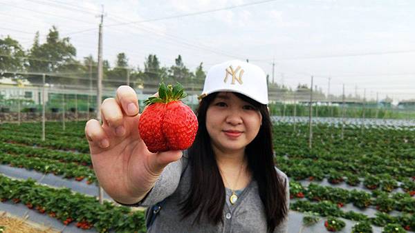 永福草莓園-大草莓.jpg