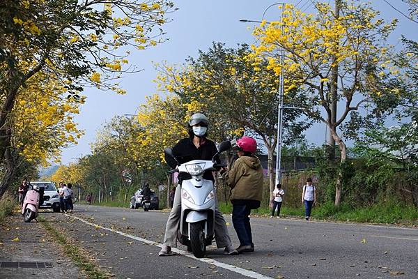 黃花風鈴木18-母女-.JPG