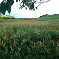 DSC02797.JPG
