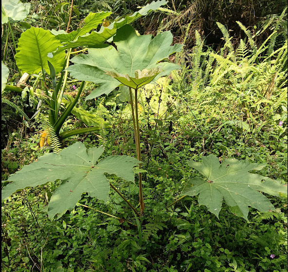 泰雅族傳統植物