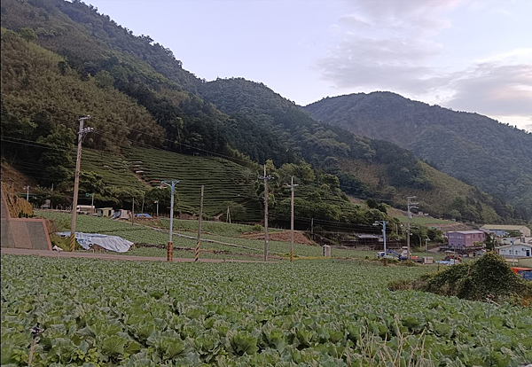 從南山鄉單一經濟作物看產業危機