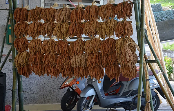 紅藜先生吳正忠: 用紅藜找回排灣族文化    從產業建立自