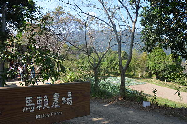 稜線上的相思樹──馬賴與和平部落的山林約定