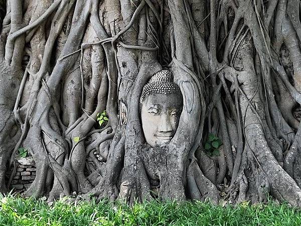 IMG_014樹中佛頭(Buddha Head in Tree Roots).jpg