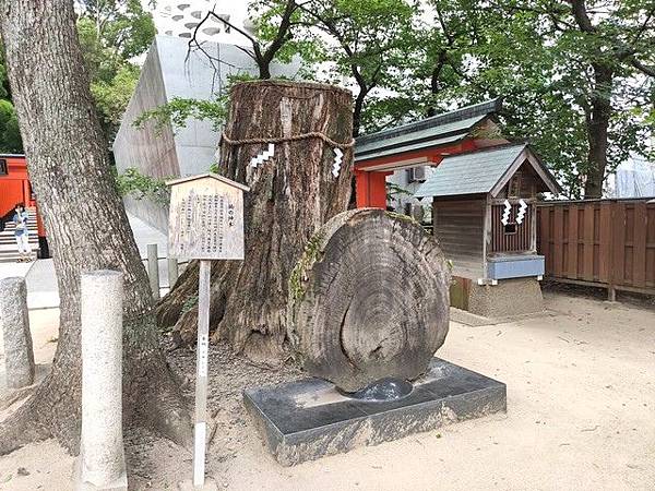 IMG_005生田神社-楠の神木.jpg