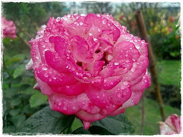 淋雨的玫瑰