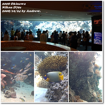 美之海水族館2.jpg