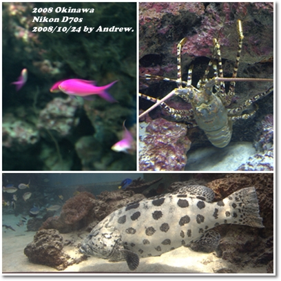 美之海水族館4.jpg 美之海水族館4.jpg