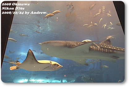 美之海水族館7.jpg 美之海水族館7.jpg