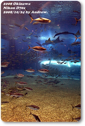 美之海水族館9.jpg 美之海水族館9.jpg
