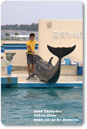 美之海水族館海豚.jpg 美之海水族館海豚.jpg