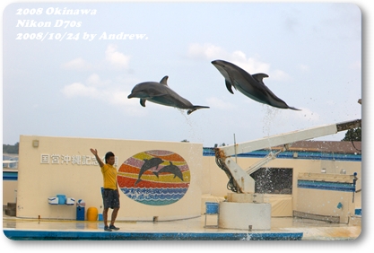 美之海水族館海豚3.jpg 美之海水族館海豚3.jpg