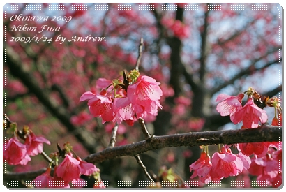 櫻花03.JPG 櫻花03.JPG