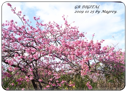 櫻花01.JPG 櫻花01.JPG