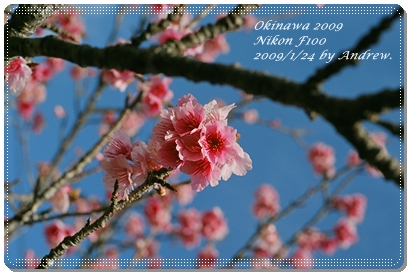 櫻花02.JPG 櫻花02.JPG