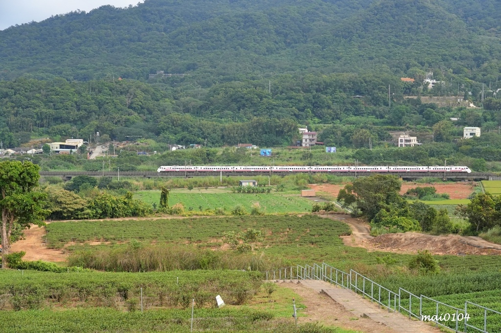 苗栗景點｜苗栗銅鑼茶廠～不用跑到高山上也能享受茶園靜謐之美，