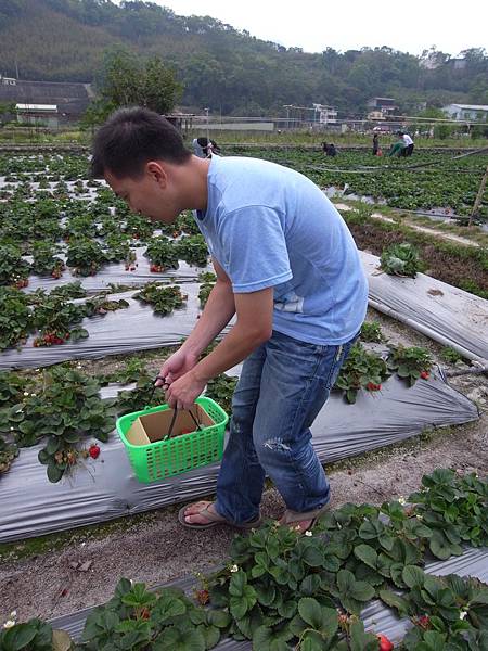 司機採草莓中