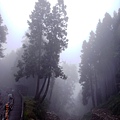 雲霧飄邈的阿里山