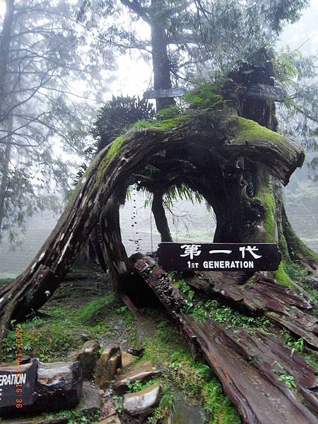 阿里山神木區