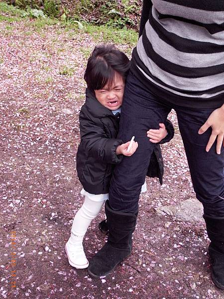 櫻花下雨 金豆兒怕怕