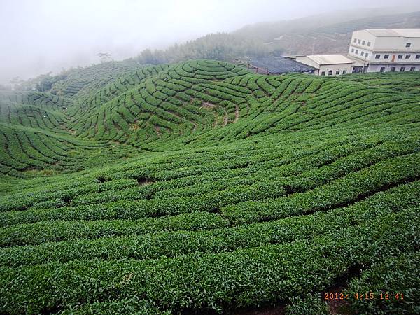 八卦茶園