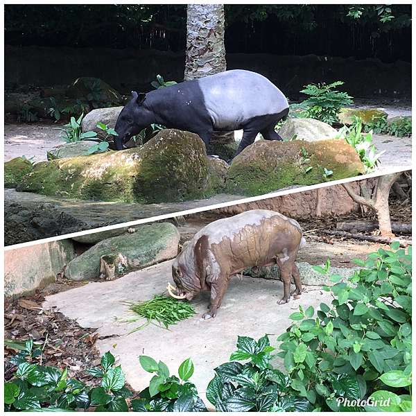 19新加坡巴淡島親子 新加坡動物園singapore Zoo 主播麥玉潔的育兒生活筆記 痞客邦