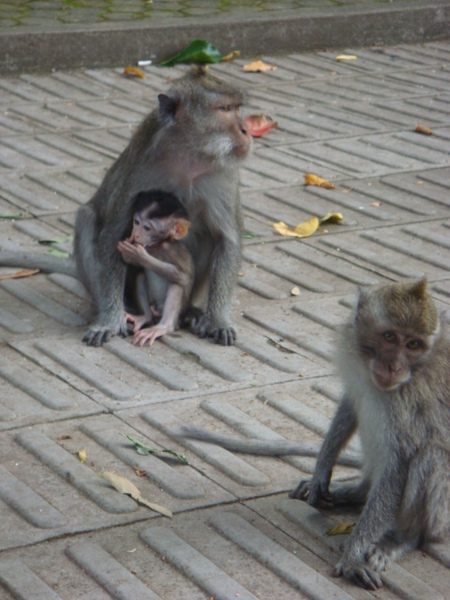 Bali