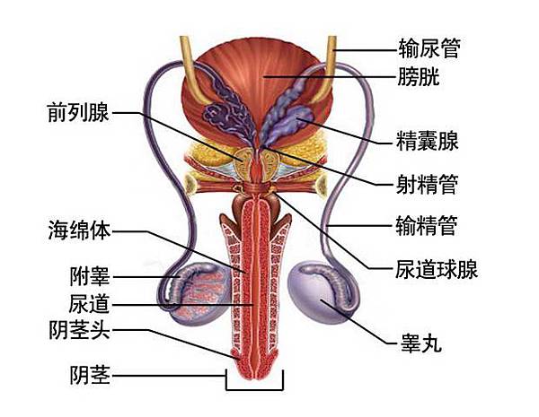 男性生殖系统.jpg