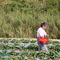 鄉村樣