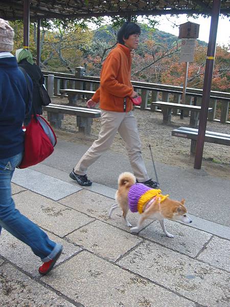 穿裙子逛古蹟的柴犬