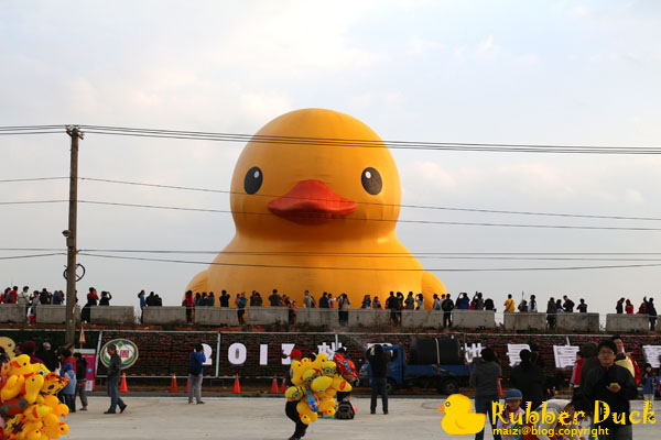 Rubber Duck -1.jpg