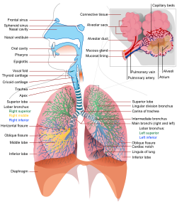 250px-Respiratory_system_complete_en_svg