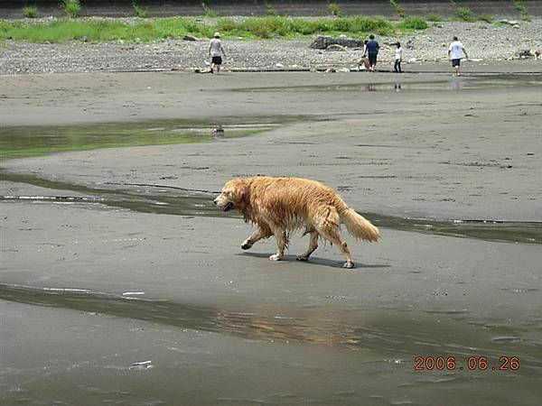 調皮的黃金獵犬