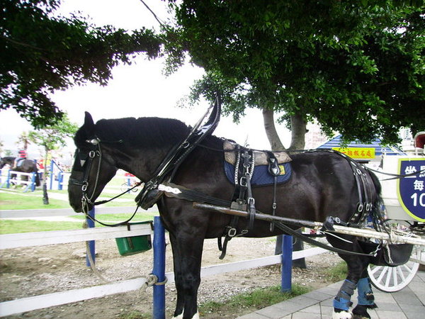 來到左岸公園看到馬了！一人一次一百塊！