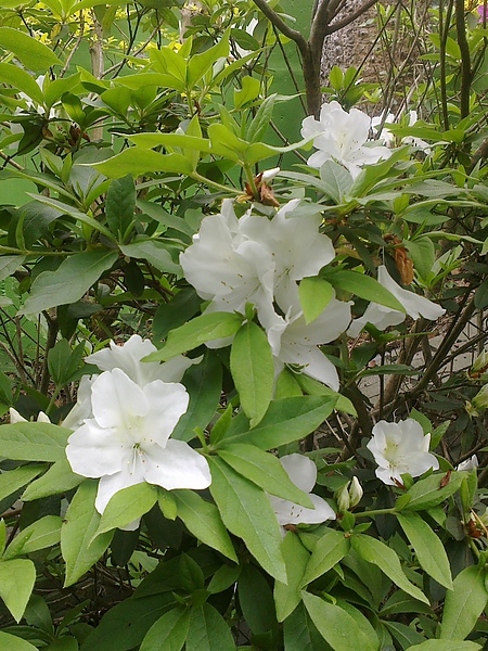 20110306239.jpg 20110306239.jpg