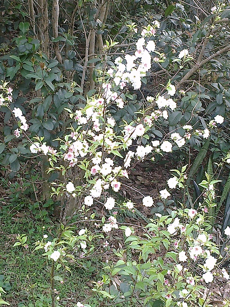 20110306248.jpg 20110306248.jpg